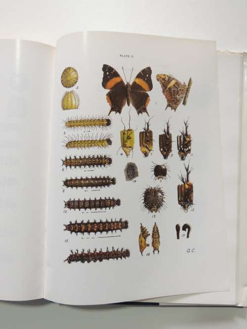 The Butterflies of Southern Africa, Part IV - G Van Son