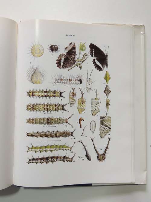 The Butterflies of Southern Africa, Part IV - G Van Son