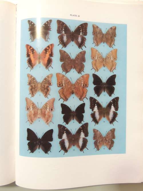 The Butterflies of Southern Africa, Part IV - G Van Son
