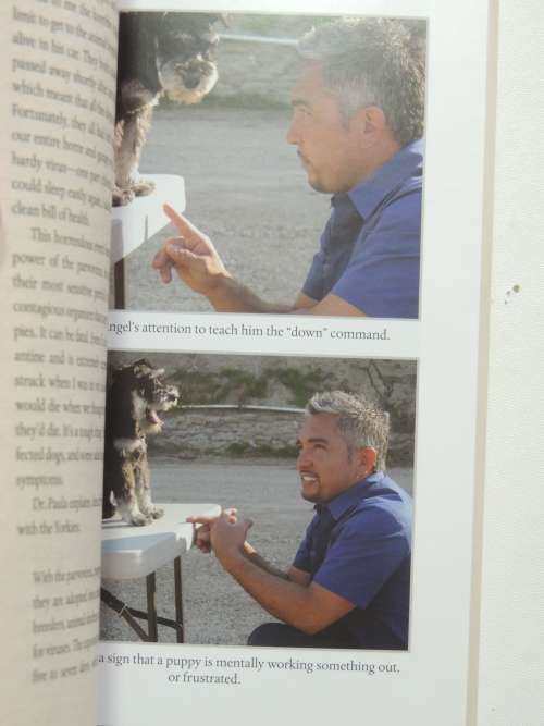 How To Raise The Perfect dog Through Puppyhood and Beyond - Cesar Millan
