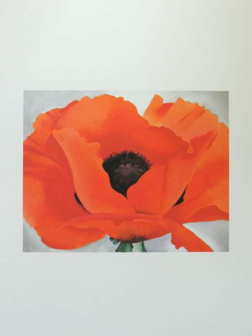 One Hundred Flowers - Georgia O`KeeffeEd Nicholas Callaway
