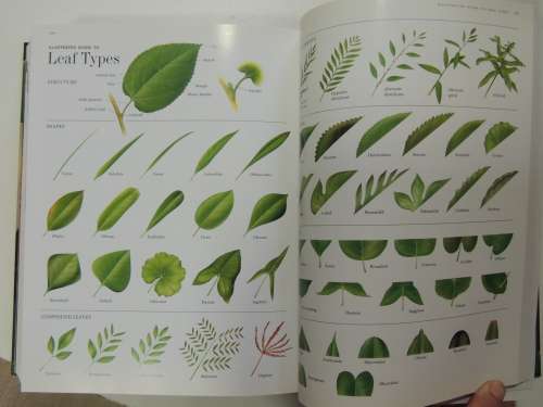 FLORA`S Trees and Shrubs - Illustrated A-Z of Over 8500 PlantsChief Consultant Tony Rodd