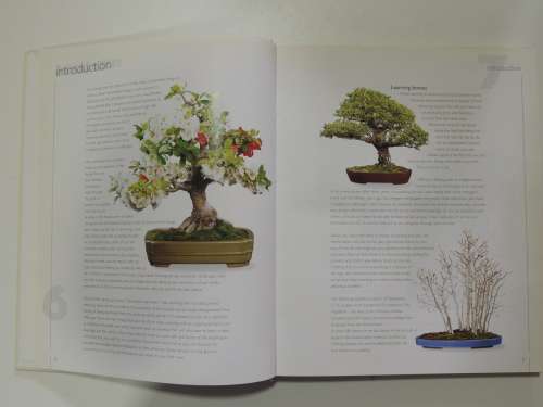 The Bonsai School - Craig Coussins