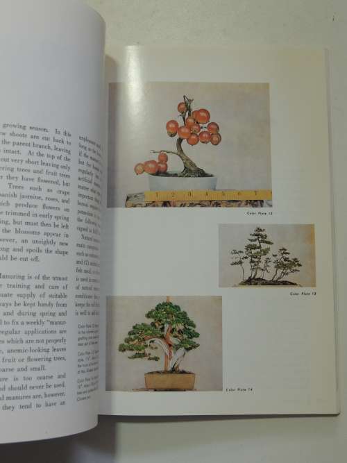 The Art of Bonsai - Creation, Care & Enjoyment - Yuji Yoshimura, Giovanna M Halford