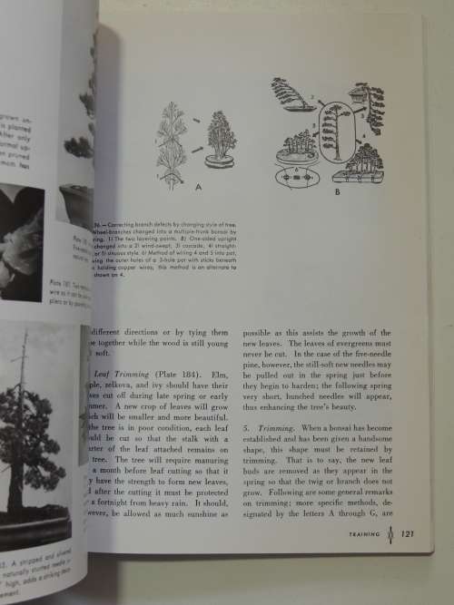 The Art of Bonsai - Creation, Care & Enjoyment - Yuji Yoshimura, Giovanna M Halford