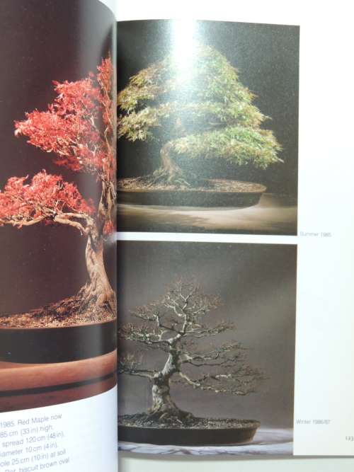 Bonsai Design Japanese Maples - Peter D Adams