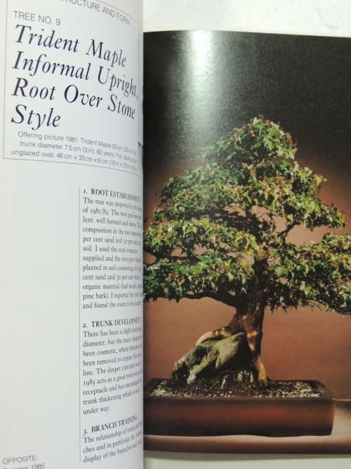 Bonsai Design Japanese Maples - Peter D Adams
