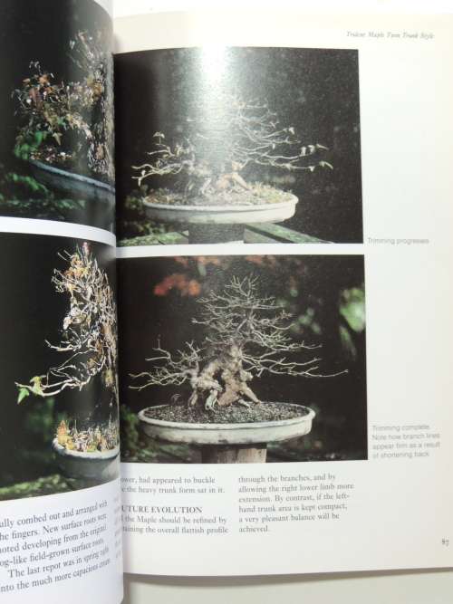 Bonsai Design Japanese Maples - Peter D Adams
