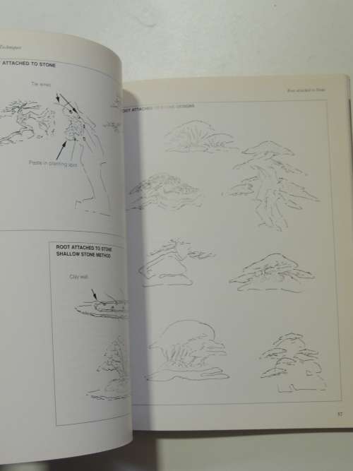 Bonsai Design Japanese Maples - Peter D Adams