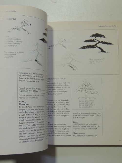 Bonsai Design Japanese Maples - Peter D Adams