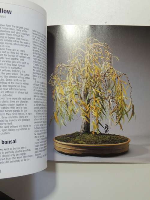Bonsai from Native Trees and Shrubs - Werner M Busch