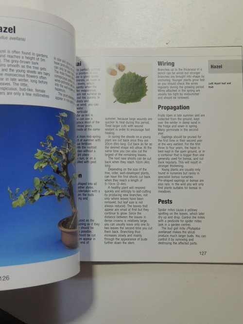 Bonsai from Native Trees and Shrubs - Werner M Busch