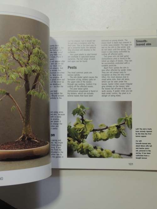 Bonsai from Native Trees and Shrubs - Werner M Busch