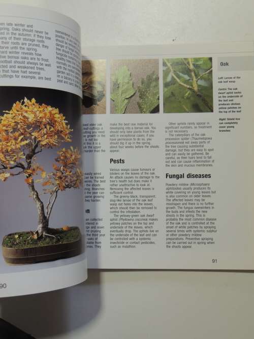 Bonsai from Native Trees and Shrubs - Werner M Busch