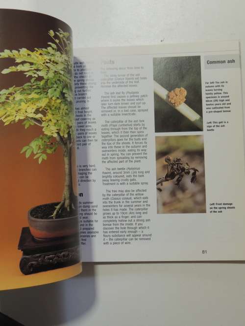 Bonsai from Native Trees and Shrubs - Werner M Busch