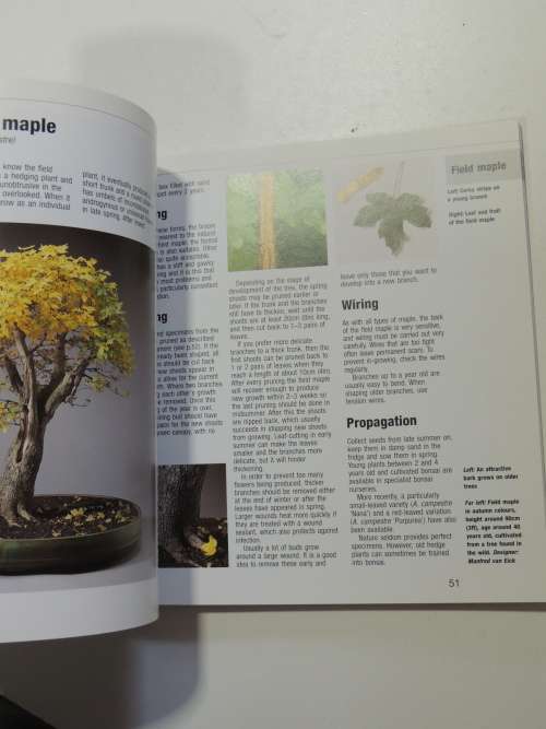 Bonsai from Native Trees and Shrubs - Werner M Busch