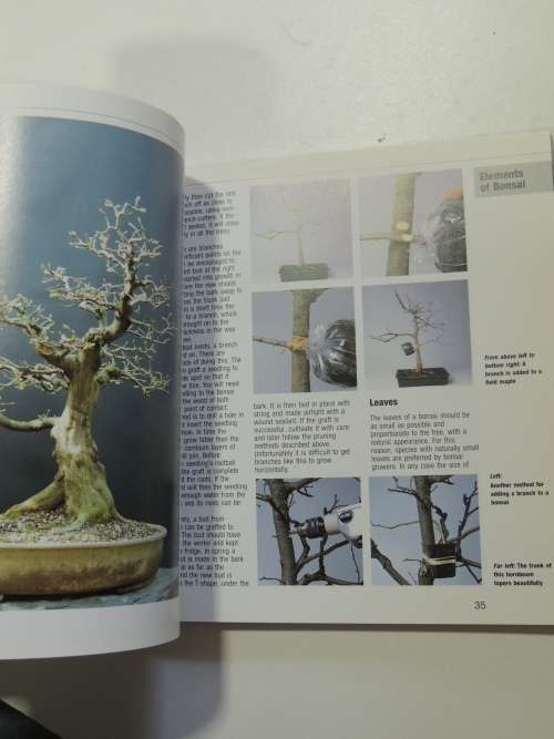 Bonsai from Native Trees and Shrubs - Werner M Busch