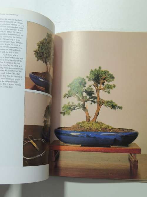 Create your Own Bosai with Everyday Garden PlantsPeter Chan