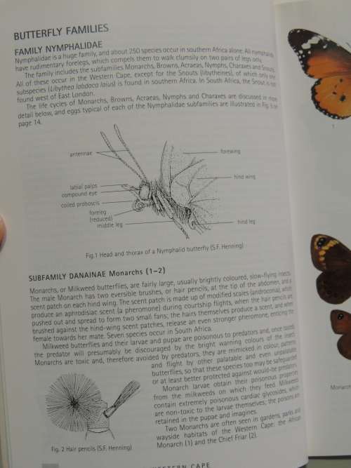 Butterflies of the Western Cape -  A Guide to Common Garden, Park & Wayside Butterflies