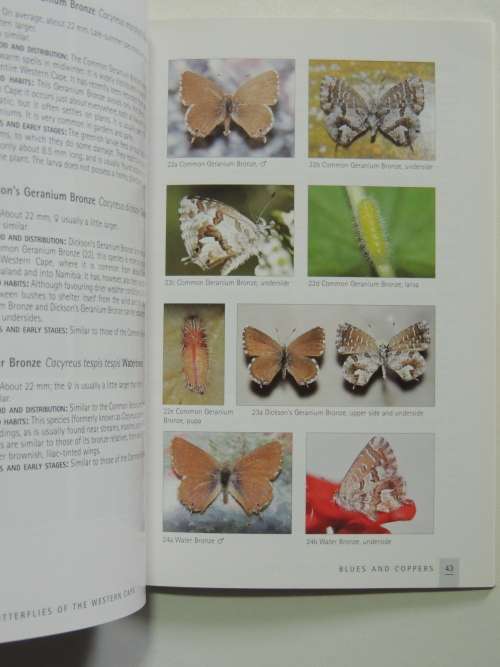 Butterflies of the Western Cape -  A Guide to Common Garden, Park & Wayside Butterflies