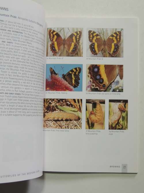 Butterflies of the Western Cape -  A Guide to Common Garden, Park & Wayside Butterflies