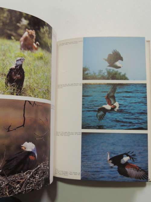 The African Fish Eagle - Leslie Brown