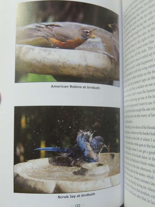 Backyard Bird Photography- Mathew Tekulsky
