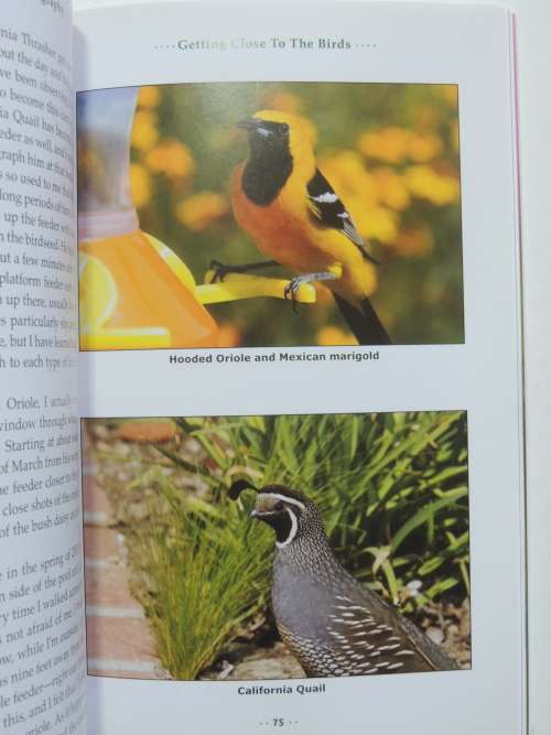 Backyard Bird Photography- Mathew Tekulsky
