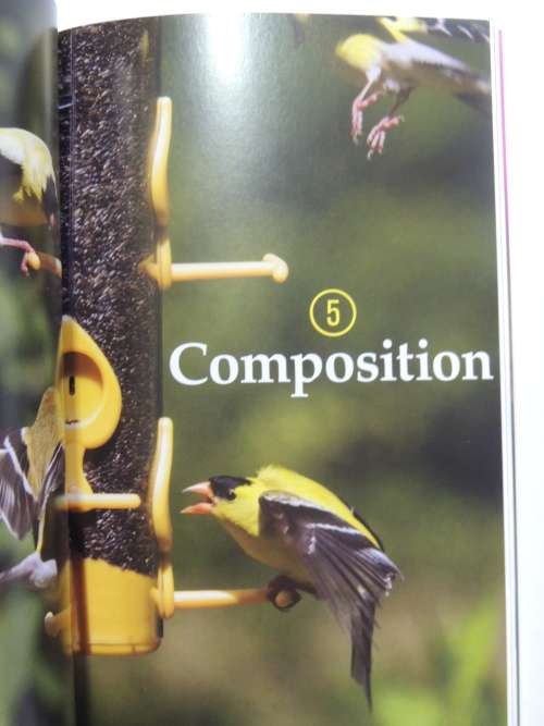 Backyard Bird Photography- Mathew Tekulsky