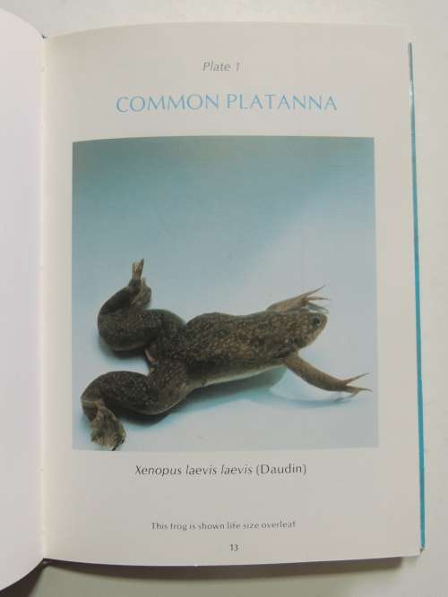 A Guide To The Identification Of The Frogs Of The Witwatersrand - Vincent Carruthers