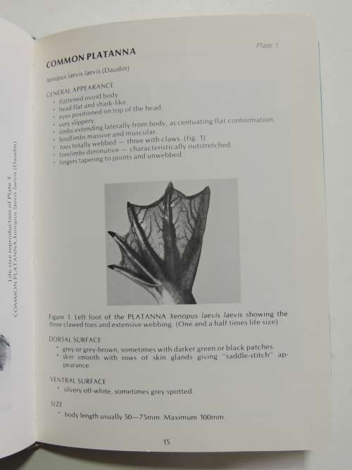 A Guide To The Identification Of The Frogs Of The Witwatersrand - Vincent Carruthers