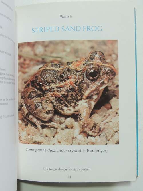 A Guide To The Identification Of The Frogs Of The Witwatersrand - Vincent Carruthers