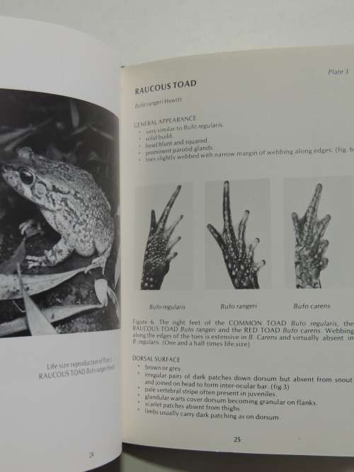 A Guide To The Identification Of The Frogs Of The Witwatersrand - Vincent Carruthers