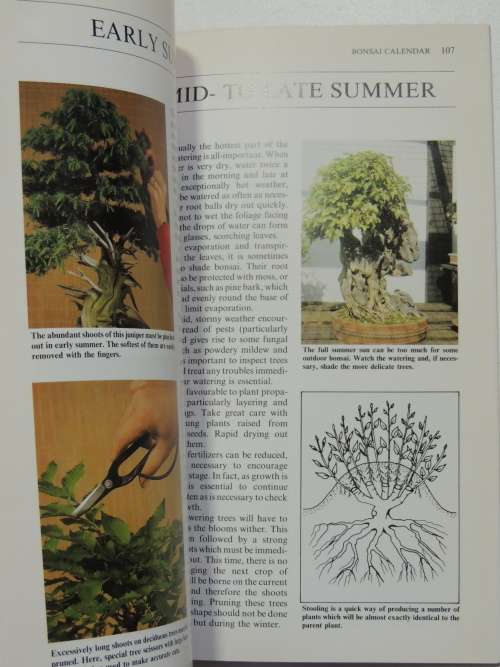 Introducing Bonsai - A Step by Step Guide to Growing, Training and Genreal Care Christian Pessey,Rem