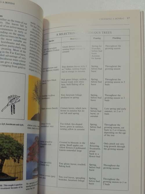 Introducing Bonsai - A Step by Step Guide to Growing, Training and Genreal Care Christian Pessey,Rem