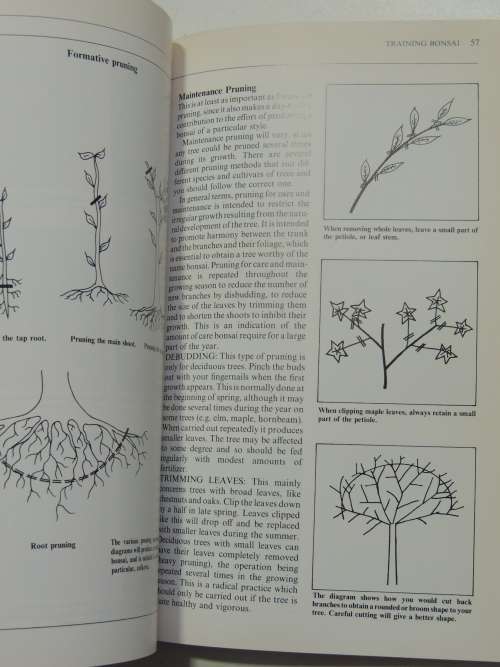 Introducing Bonsai - A Step by Step Guide to Growing, Training and Genreal Care Christian Pessey,Rem