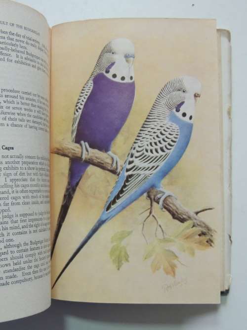 The Cult of the Budgerigar - W Watmough