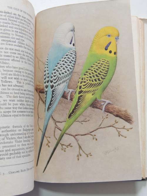 The Cult of the Budgerigar - W Watmough