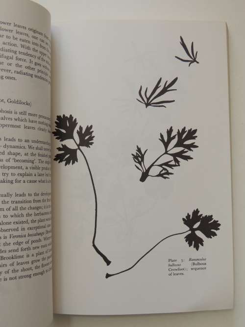 The Plant Volumes 1 & 2, A Guide to Understanding its Nature, Flowering Plants - Gerbert Grohmann