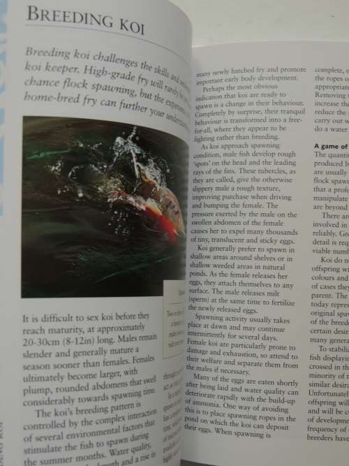 How To Keep Koi, An Essential Guide - David Twigg