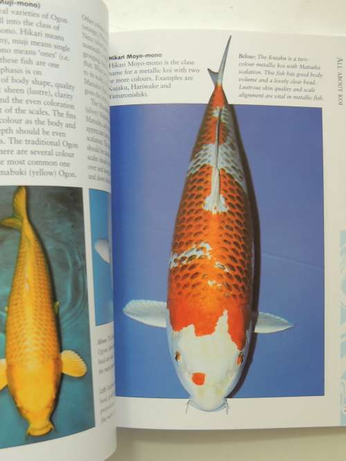How To Keep Koi, An Essential Guide - David Twigg
