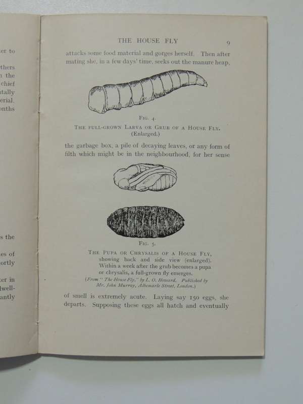 The House Fly, A Slayer of Men - FW Fitzsimons     1915, First Edition