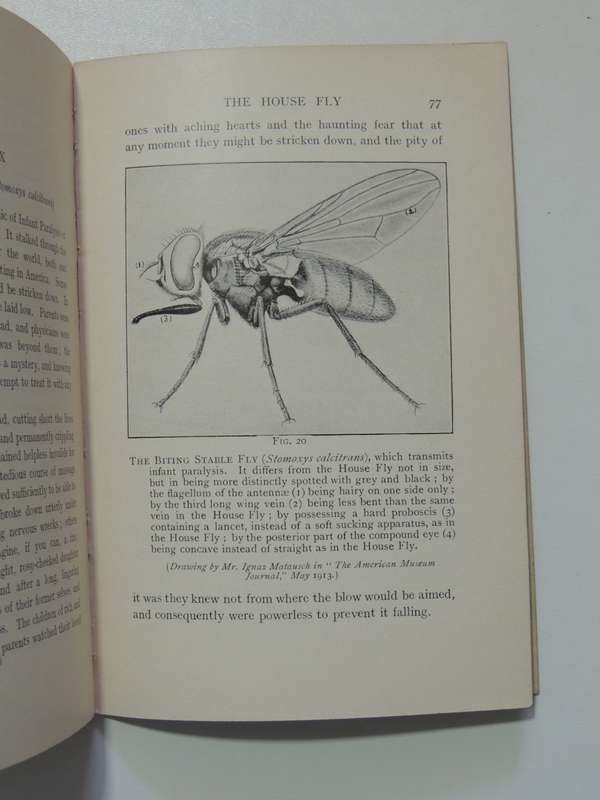 The House Fly, A Slayer of Men - FW Fitzsimons     1915, First Edition