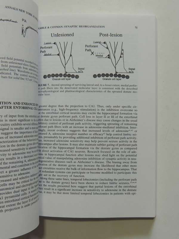 Brain Mechanics - Papers In The Memory Of Robert Thompsoned. Francis M. Crinella & Jen Yu