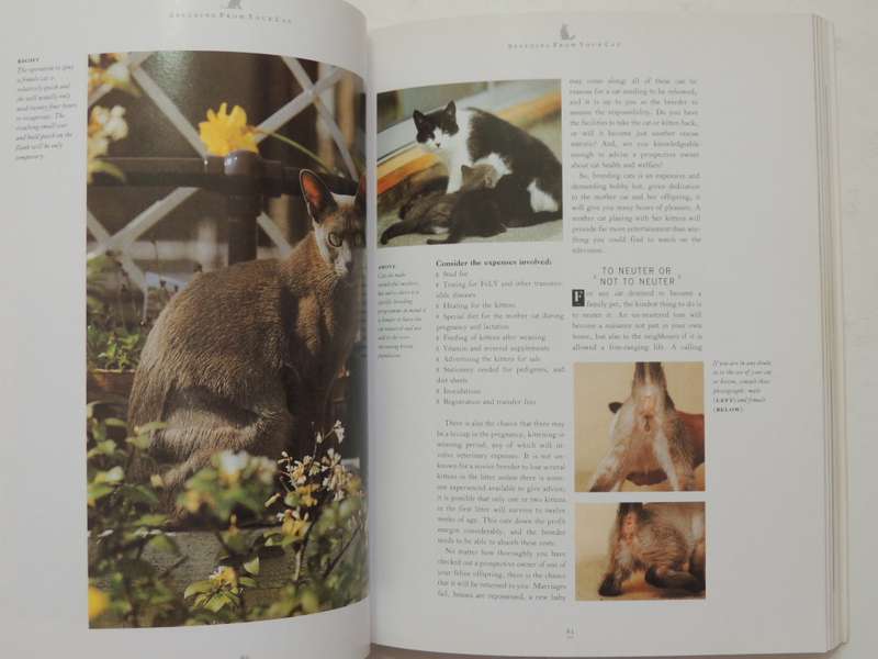 The Essential Cat Book, Practical Handbook - Paddy Cutts