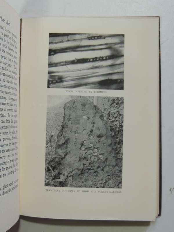 The Soul Of The White Ant - 4th Edition 1939- Eugene Marais