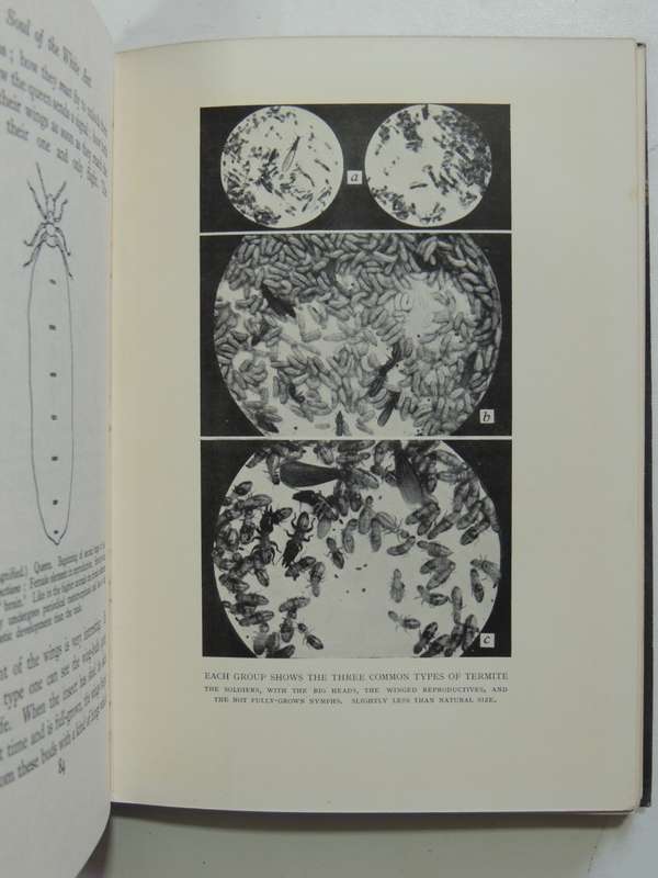 The Soul Of The White Ant - 4th Edition 1939- Eugene Marais