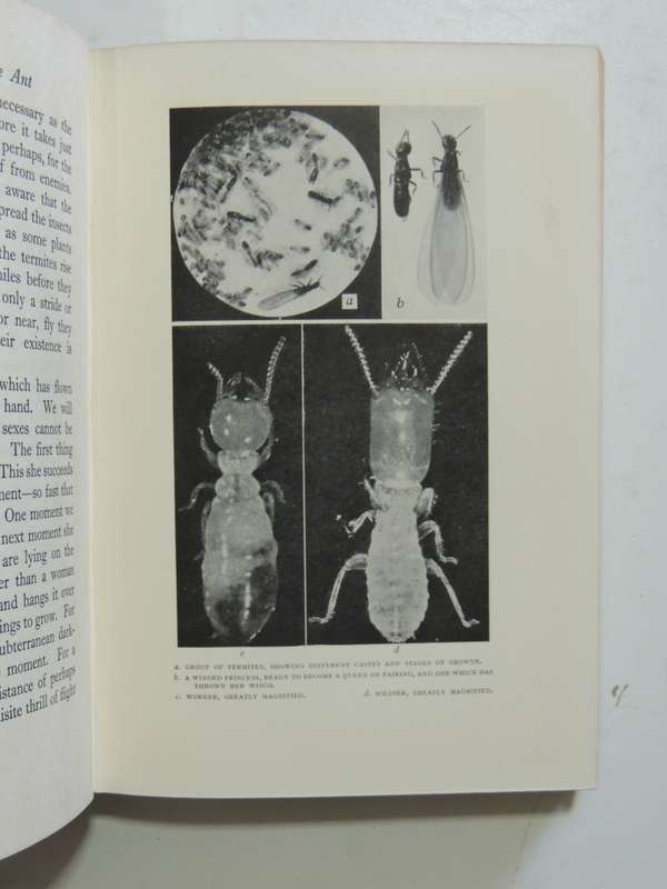 The Soul Of The White Ant - 4th Edition 1939- Eugene Marais