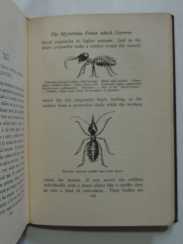 The Soul Of The White Ant - 2nd Edition 1937 - Eugene Marais  INSCRIBED BY MRS JAN JUTA