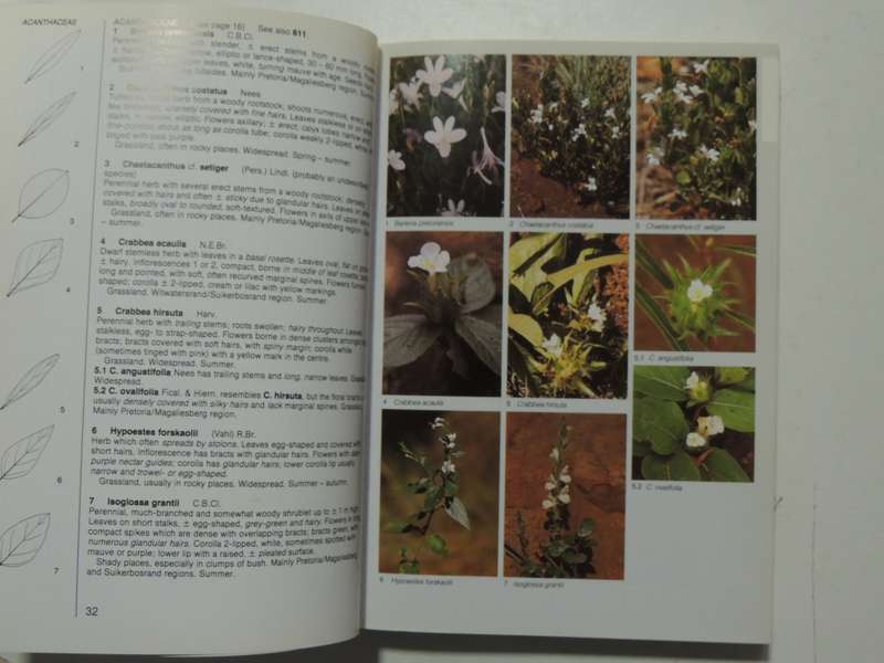 Field Guide To The Wild Flowers Of The Highveld - Braam Van Wyk & Sasa Malan